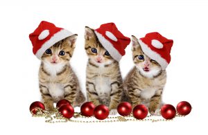 cats_christmas_kittens_458673