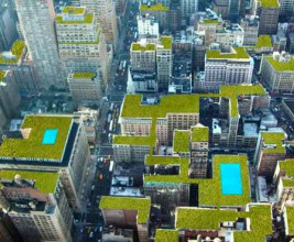Мэр Нью-Йорка сделает крыши "зелеными"