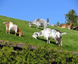 Пастбище для коз на крыше ресторана