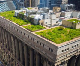 «Зеленым» крышам в кварталах реновации предпочли «зеленые» стены