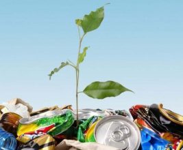Минприроды Калининградской области окажет поддержку переработчикам отходов